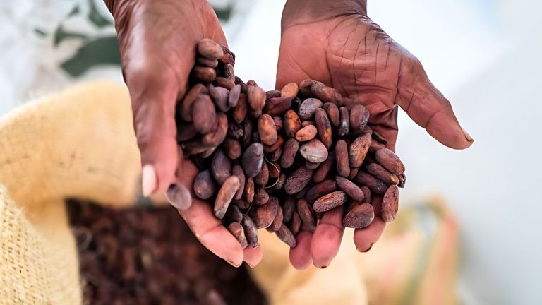 بسبب أزمة العرض.. الكاكاو أصبح أغلى ثمنا من النحاس