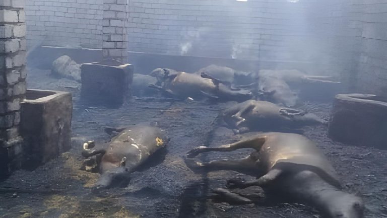 نفوق 17 عجلا في حريق بالأقصر