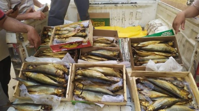 غرامة و سجن … عقوبات بيع فسيخ ورنجة غير صالحة للاستخدام الآدمي