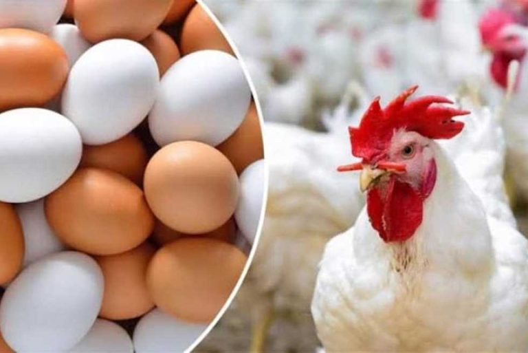 اليوم .. أسعار الدواجن تشهد ارتفاعا جديدا في السوق المصري