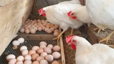 أسعار الدواجن تنخفض في البورصات والأسواق