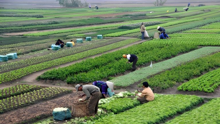 الشيوخ يوافق على دراسة لتطبيق الري الحديث في مصر