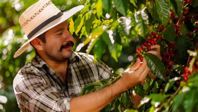 البرازيل الأولى عالميا في إنتاج وتصدر البن