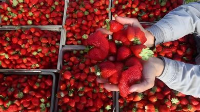 الفراولة من إحدى أهم الفواكه المصدرة في مصر