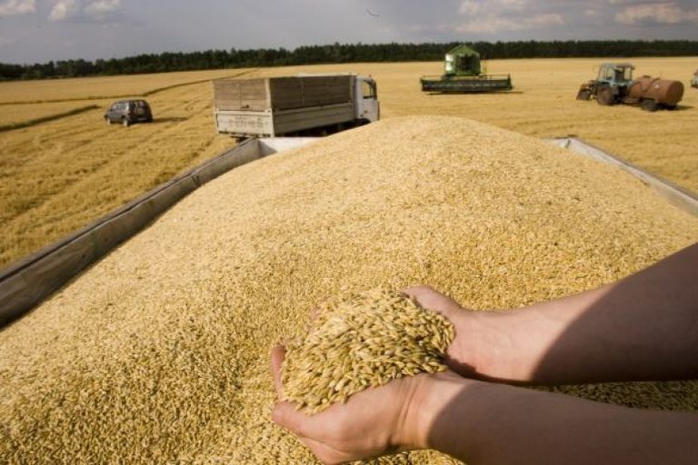 مصر ترفع واردات القمح من روسيا إلى 68%