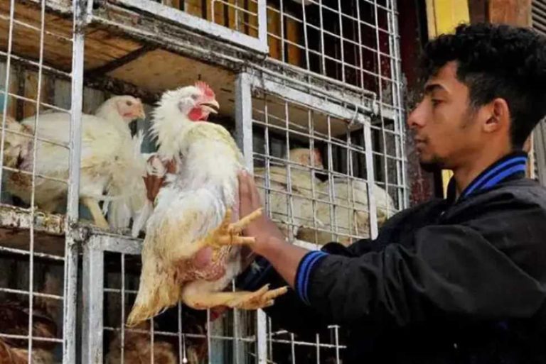 كارثة في صناعة الدواجن بمصر  أكثر من 200 سمسار بين المزرعة والتاجر