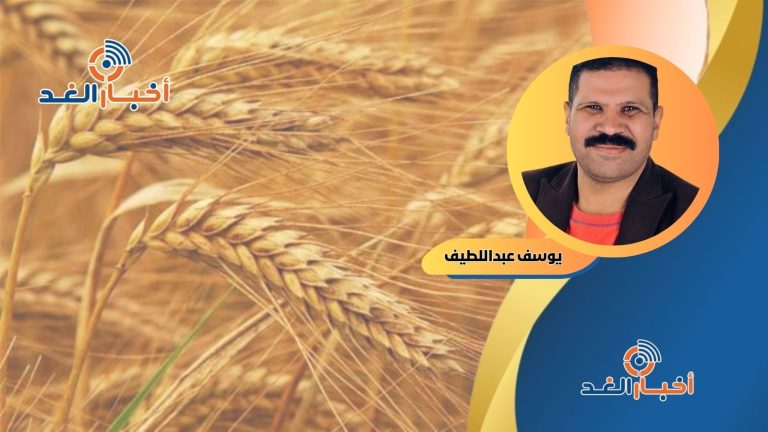 يوسف عبداللطيف يكتب: دروس من سنابل القمح