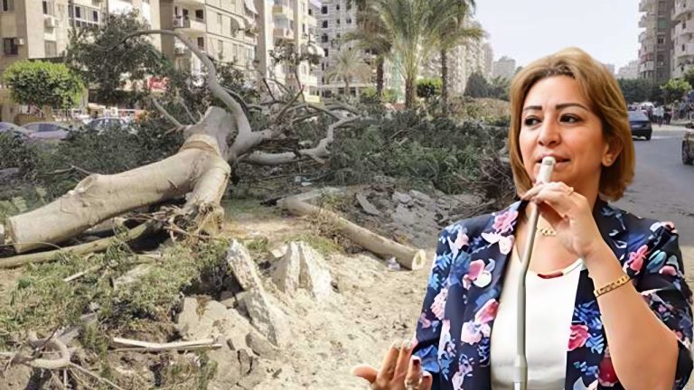 مها عبدالناصر لـ أخبار الغد: نطالب بتحقيق شامل في قضية قطع الأشجار