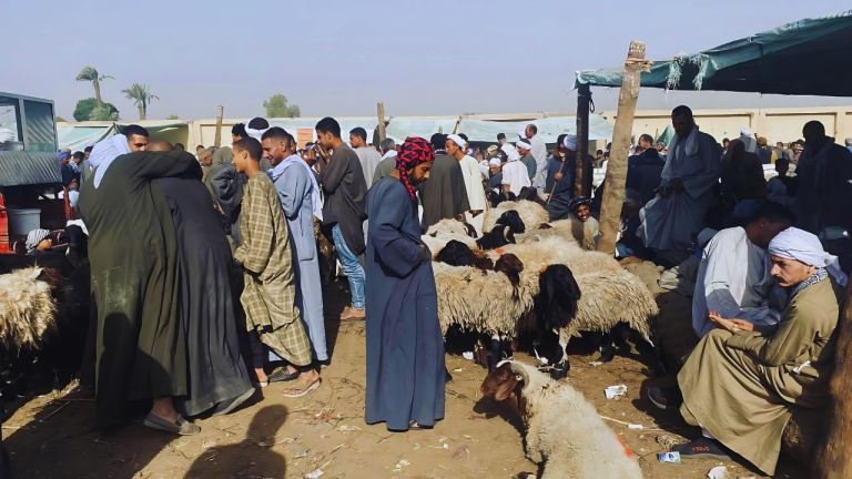 أسواق المواشي في مصر تشهد إقبالًا كبيرًا قبل عيد الأضحى