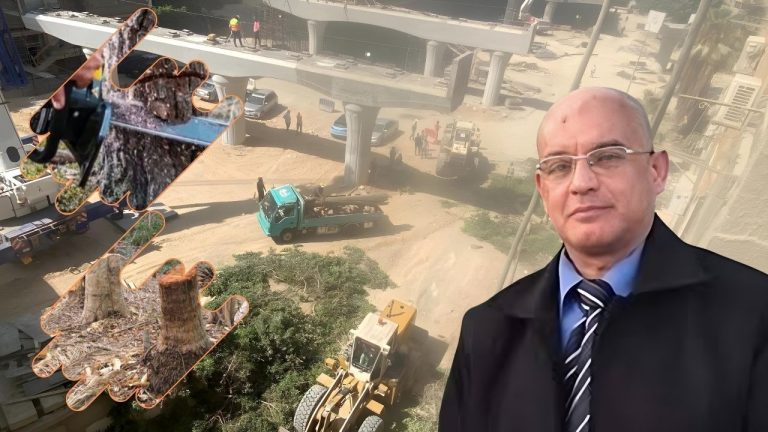 مستشار وزير البيئة الأسبق: التعامل مع الأشجار يجب أن يراعي البيئة والتنمية المستدامة