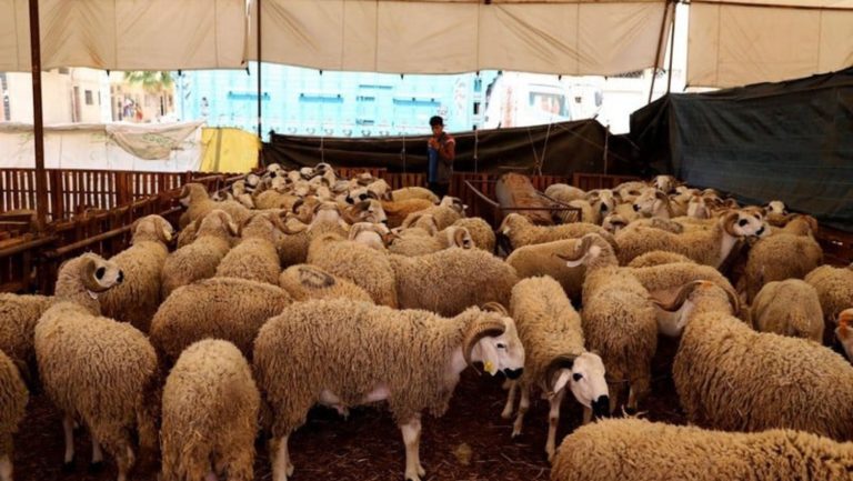 المصريين في مواجهة عيد الأضحى.. خروف العيد وسط موجات غلاء سنوية