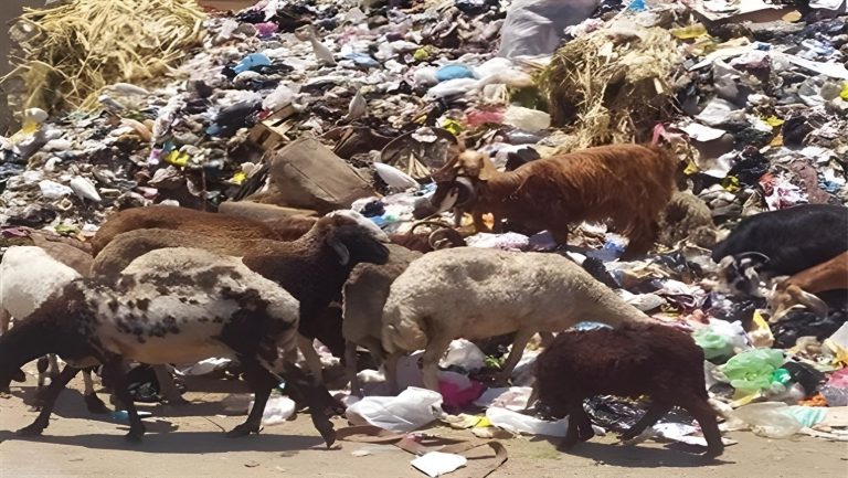 أخبار الغد تفتح ملف حكم التضحية بأضاحي الجلالة بين الفقر والحرمانية