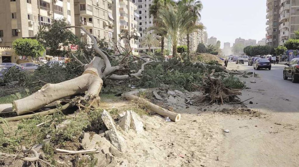 محافظ القاهرة يمنع قطع الأشجار بأحياء العاصمة كافة