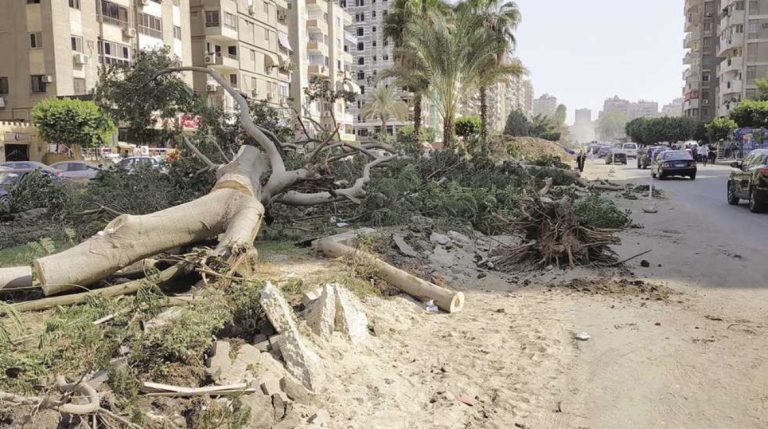 محافظ القاهرة يمنع قطع الأشجار بأحياء العاصمة كافة