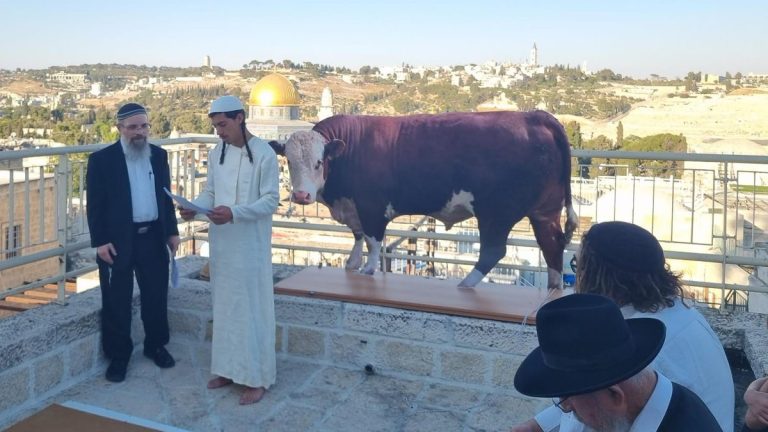 موقع “ميدل إيست آي:  إسرائيليون يتدربون على طقوس ذبح البقرة الحمراء أمام المسجد الأقصى