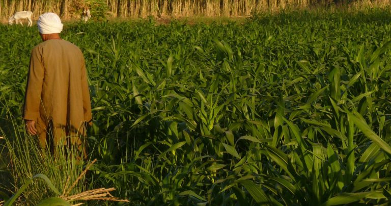 الزراعة على حافة الانهيار: فقر المياه وتغير المناخ يهددان مستقبل الفلاحين