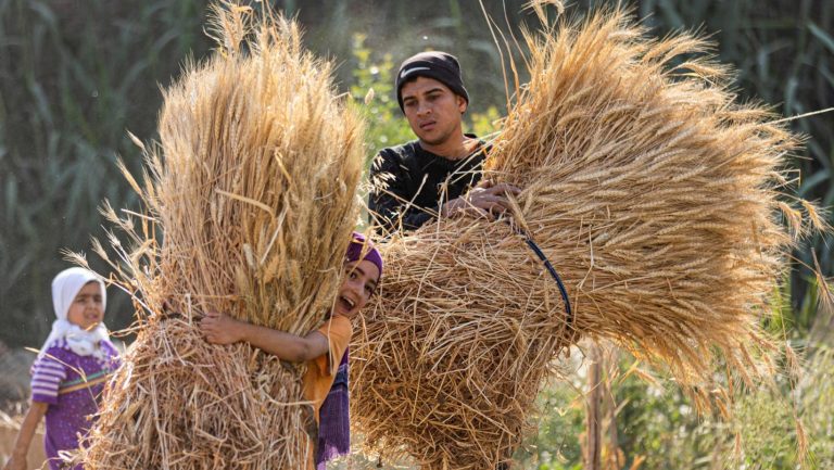 “رويترز”:مصر تطرح ممارسة دولية لشراء 3.8 مليون طن من القمح في خطوة هي الأكبر على الإطلاق