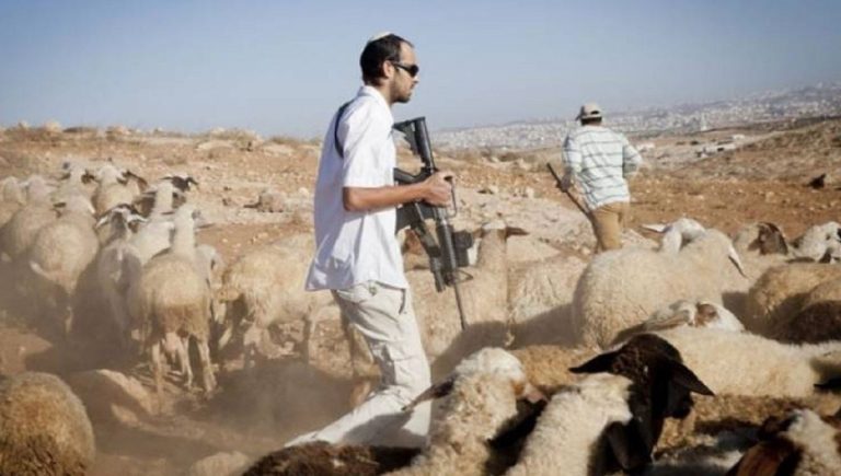مستوطنون متطرفون يسرقون 17 رأساً من الأغنام في مسافر يطا