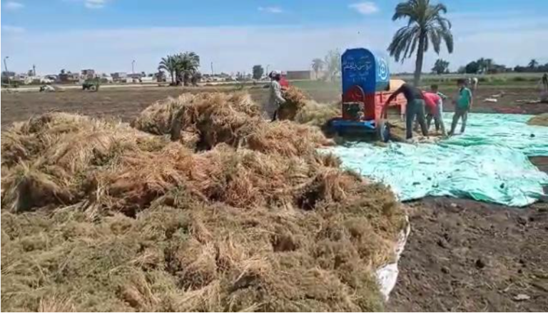 دماء الفلاحين: قصة مأساوية عن الفساد في دعم المنتجات الزراعية بالشرقية