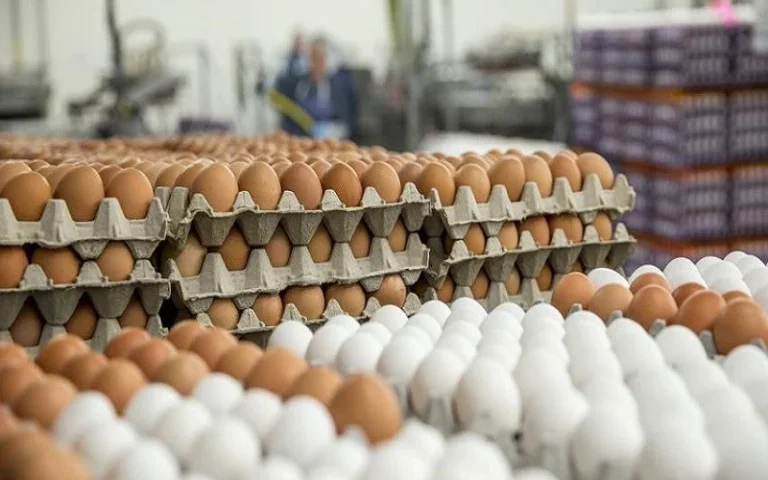 استيراد 30 مليون بيضة وبيع الطبق بـ150 جنيهًا في السوق المحلي