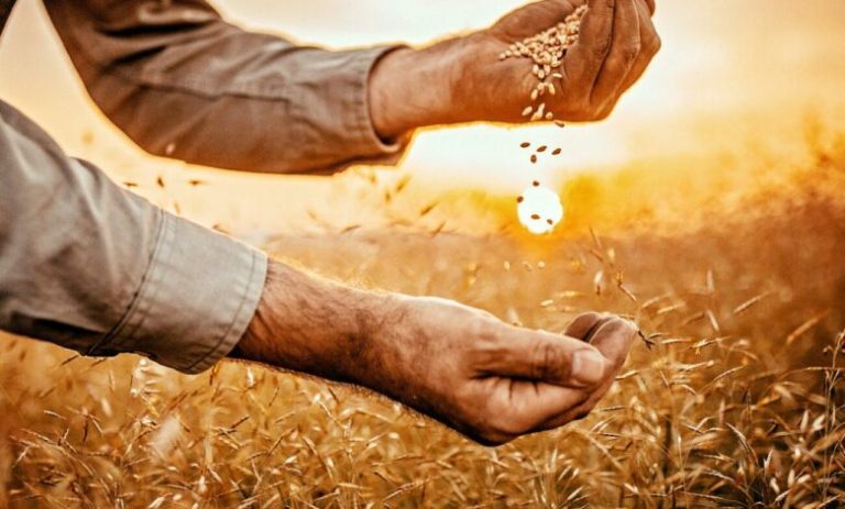 أزمة القمح في مصر تهدد الأمن الغذائي وتكشف فساد حكومي