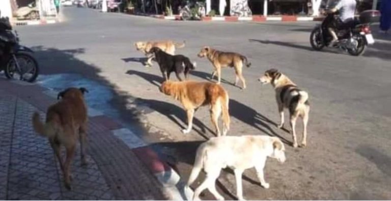 الحكومة المصرية تعجز عن مواجهة هجوم الكلاب المسعورة الذي يهدد حياة المواطنين