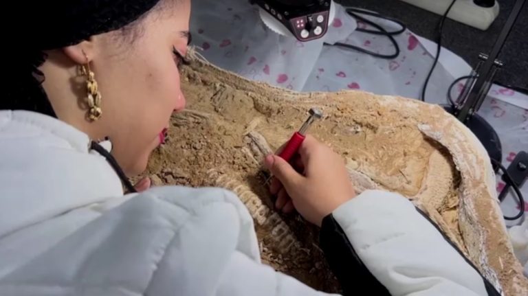 اكتشاف أصغر حوت في التاريخ يدخل مصر موسوعة غينيس
