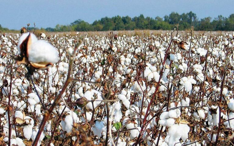 فضيحة التقاوي فساد يضرب الزراعة المصرية ويشعل غضب الفلاحين