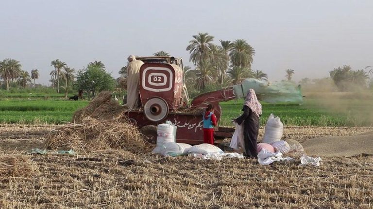 مصر تتطلع لحصاد 10 ملايين طن من القمح في عام 2024، مما يعزز بهجة الفلاح بسنابل “الذهب الأصفر”