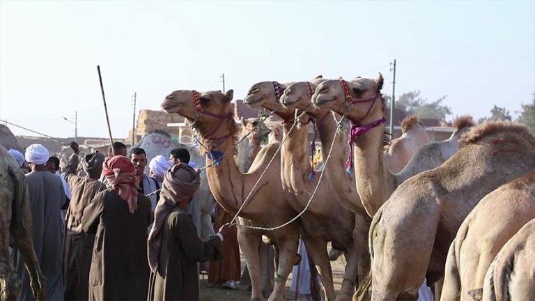 سوق برقاش المصري يستعد لاستقبال أعداد كبيرة من الزوار قبل عيد الأضحى.