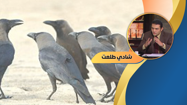 شادي طلعت يكتب: قراءة في سلوك الغراب طائر الإثارة والغموض