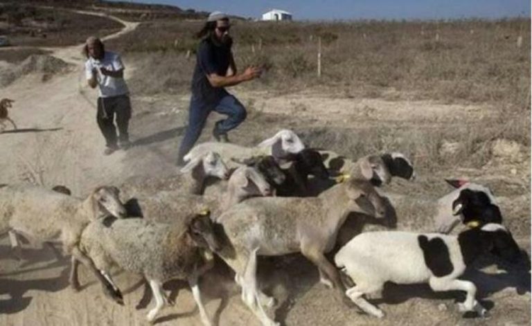 المستوطنون يحرقون الأراضي الفلسطينية بتنسيق مع جيش الاحتلال في تصعيد غير مسبوق