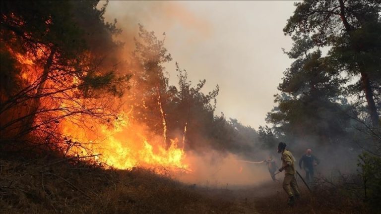 اندلاع حريق بغابة داردارة في شفشاون والمغرب يواصل جهود الإخماد وسط موجة حر