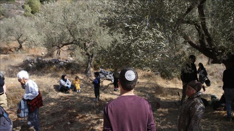 مستوطنون يقطعون عشرات الأشجار في نحالين غرب بيت لحم وسط تصاعد الاعتداءات بالضفة