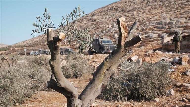 جرافات إسرائيلية تواصل تجريف أراضٍ واقتلاع مئات الأشجار شمال شرق رام الله
