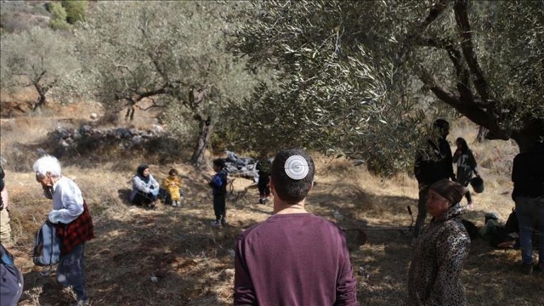 تقرير فلسطيني: اقتلاع أكثر من 1600 شجرة زيتون في الضفة خلال أسبوع
