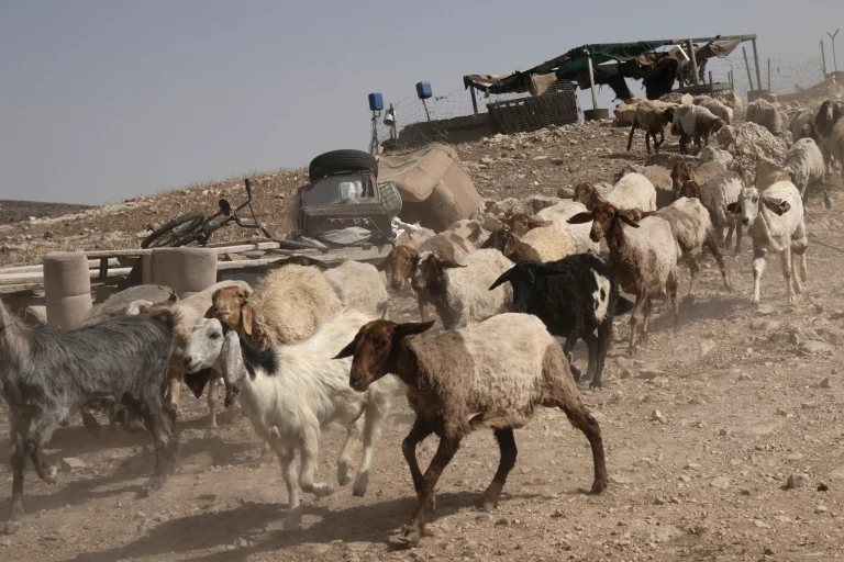 جنود إسرائيليون يسرقون 250 رأس ماعز من سوريا وينقلونها إلى مزارع مستوطنات الضفة