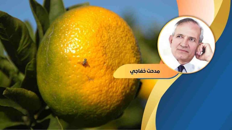د مدحت خفاجى يكتب: هل آن الأوان لمقاومة ذبابة الفاكهة؟