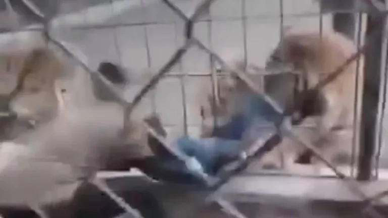 نمر “يسحب” طفلا من قدميه في حديقة حيوان ببغداد