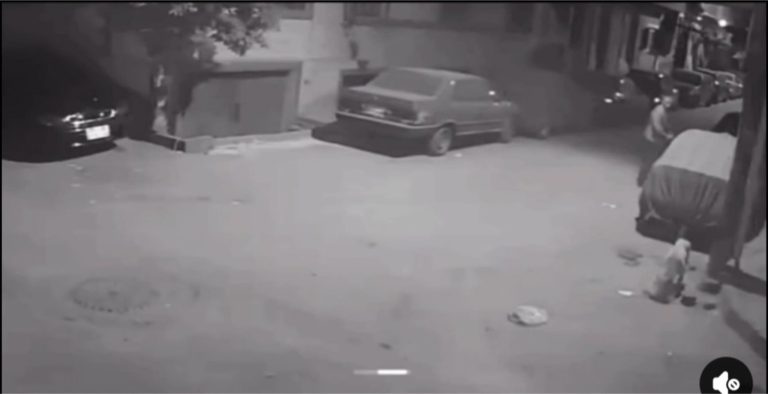 رصاص حي “شركة فريال” بأسيوط يثير الذعر.. مدير بنك يفتح النار بالشارع للتخلص من كلب