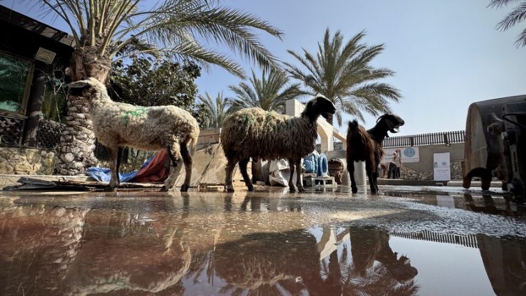 غزة تستقبل عيد الأضحى للعام الثالث بلا أضاحي وسط انهيار الثروة الحيوانية