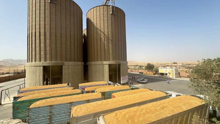 مصر تقترب من تحقيق مستهدف توريد القمح المحلي بعد شراء نحو 4.9 مليون طن