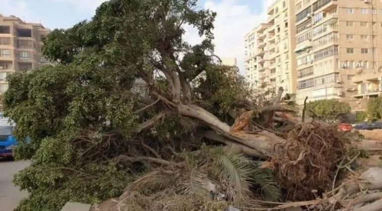 مصر..النيابة العامة تجري تحقيقات موسعة بشأن قطع الأشجار