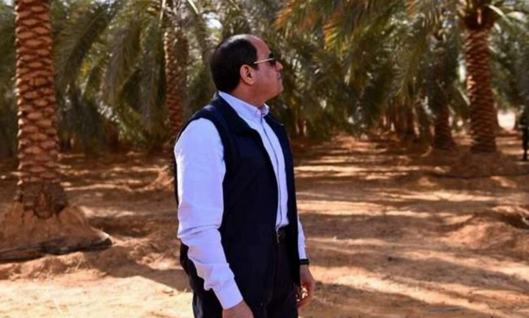 مصر على عرش التمور العالمية باستثمارات إماراتية ضخمة