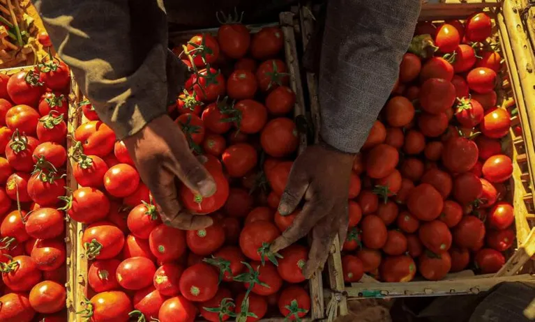 بعد تقليص زراعتها.. نقيب الفلاحين يكشف سبب اشتعال أسعار الطماطم!