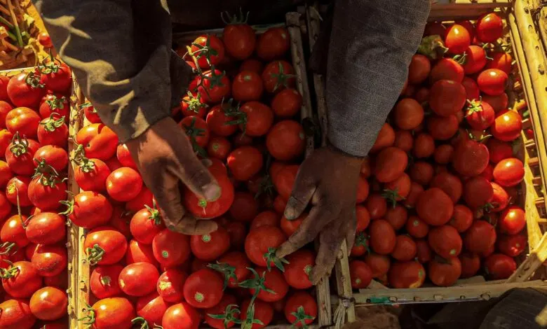 بعد تقليص زراعتها.. نقيب الفلاحين يكشف سبب اشتعال أسعار الطماطم!